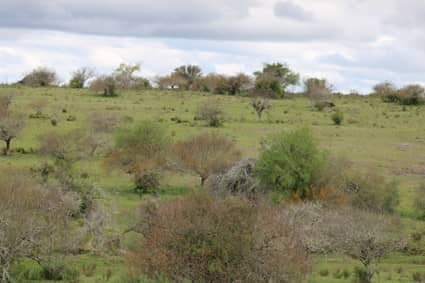 Imagen 4